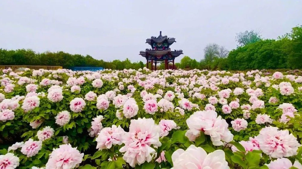 菏泽城市天际线
