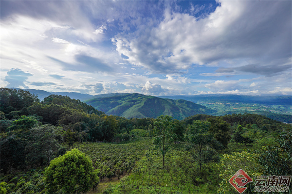 Pu'er